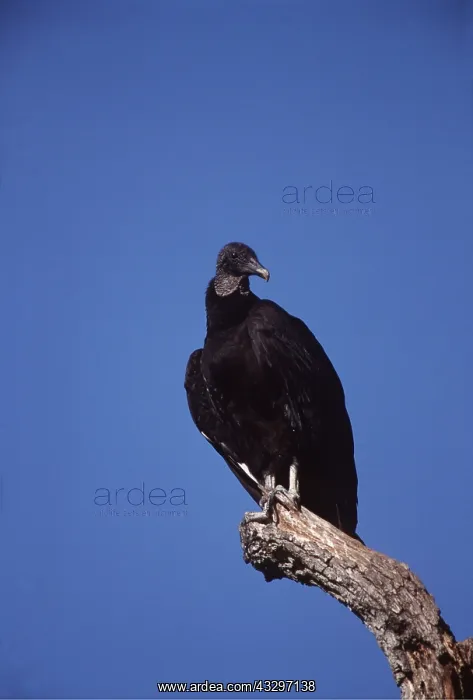 : BLACK VULTURE - perching on branch : BLACK VULTURE - perching on branch