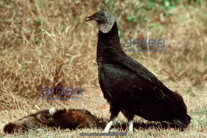 : Black Vulture - With prey : Black Vulture - With prey