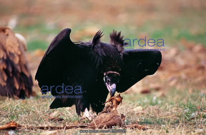 : Black VULTURE - tearing food : Black VULTURE - tearing food