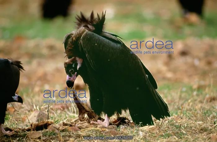 : Black VULTURE - tearing food : Black VULTURE - tearing food