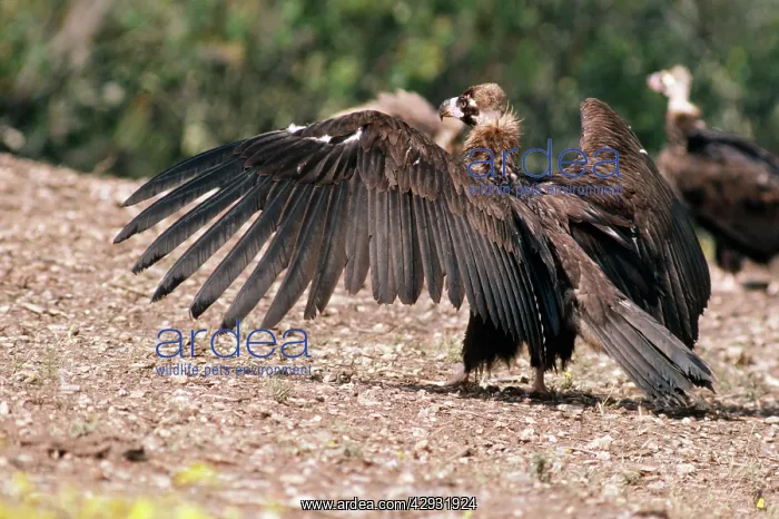 : Black VULTURE - with wings outstretched : Black VULTURE - with wings outstretched