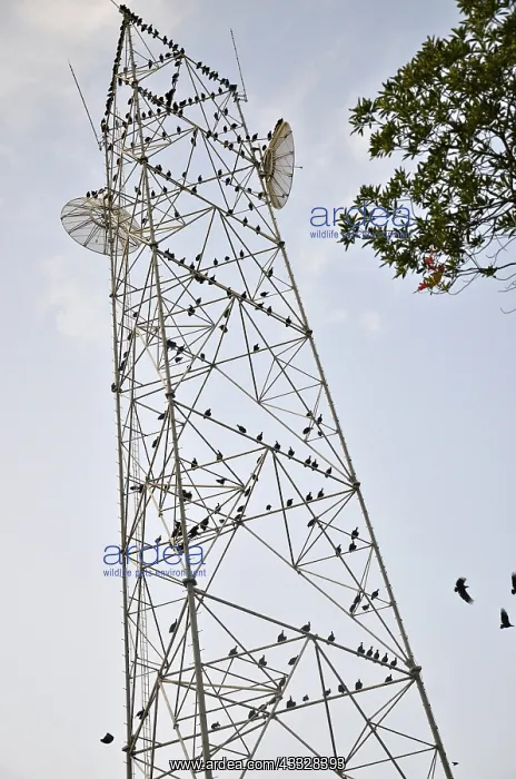  : Black Vultures