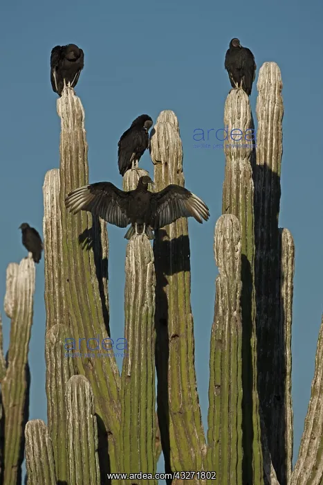 : Black Vultures (Coragyps atratus) perched on cardon cactus - : Black Vultures (Coragyps atratus) perched on cardon cactus -