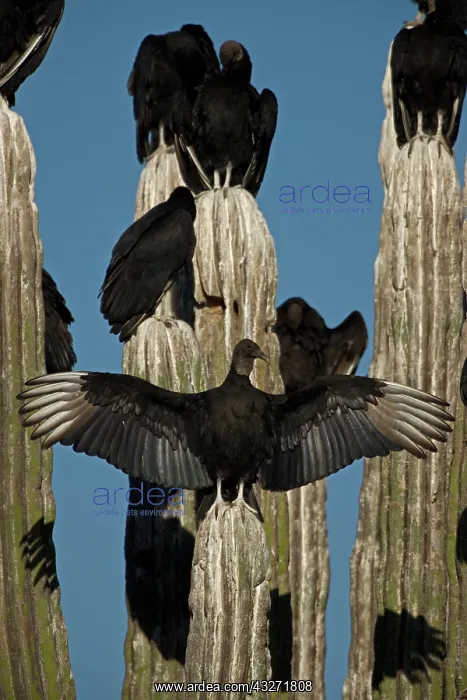 : Black Vultures (Coragyps atratus) perched on cardon cactus - : Black Vultures (Coragyps atratus) perched on cardon cactus -