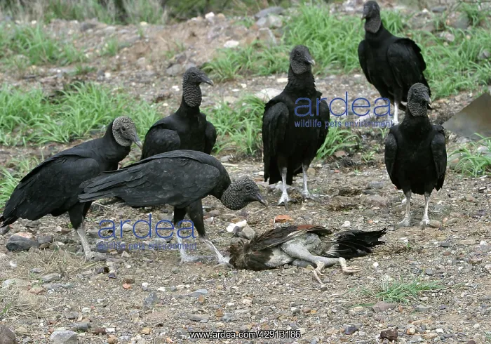 : Black Vultures - around dead bird : Black Vultures - around dead bird
