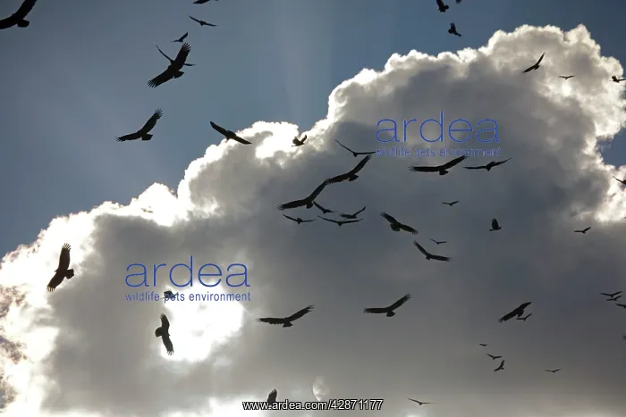 : Black Vultures - in huge flock, circling in the sky : Black Vultures - in huge flock, circling in the sky