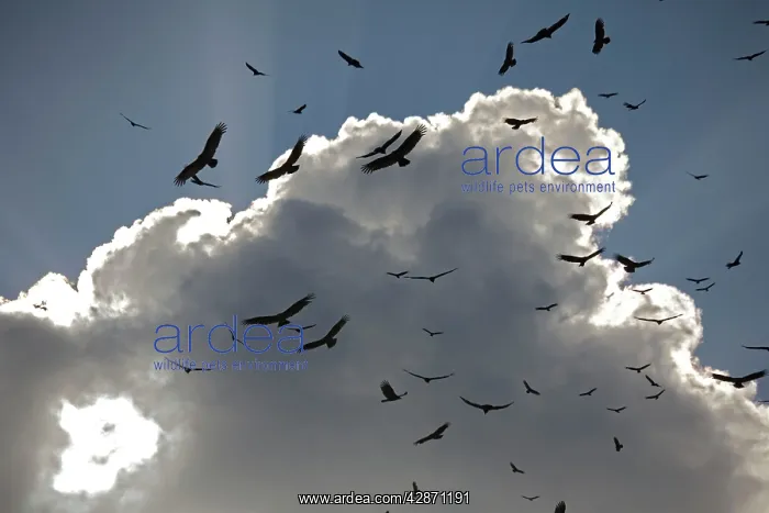 : Black Vultures - in huge flock, circling in the sky : Black Vultures - in huge flock, circling in the sky