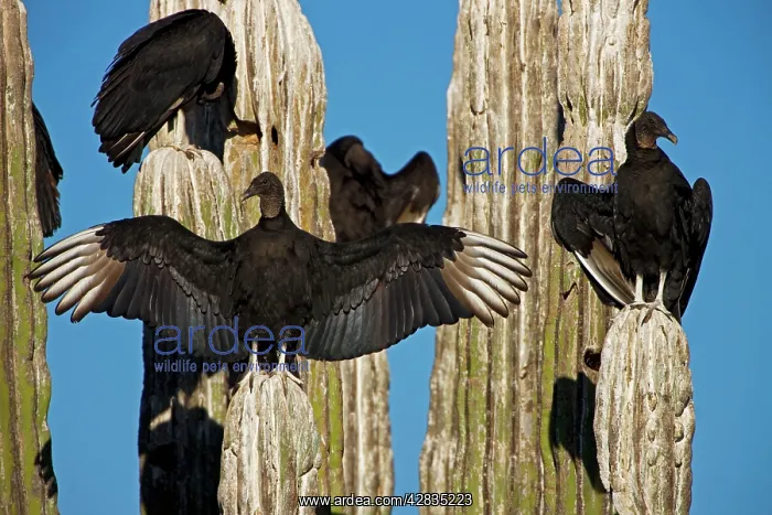 : Black Vultures - perched on cardon cactus - Individual : Black Vultures - perched on cardon cactus - Individual