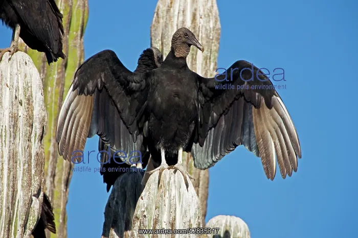 : Black Vultures - perched on cardon cactus - Individual : Black Vultures - perched on cardon cactus - Individual