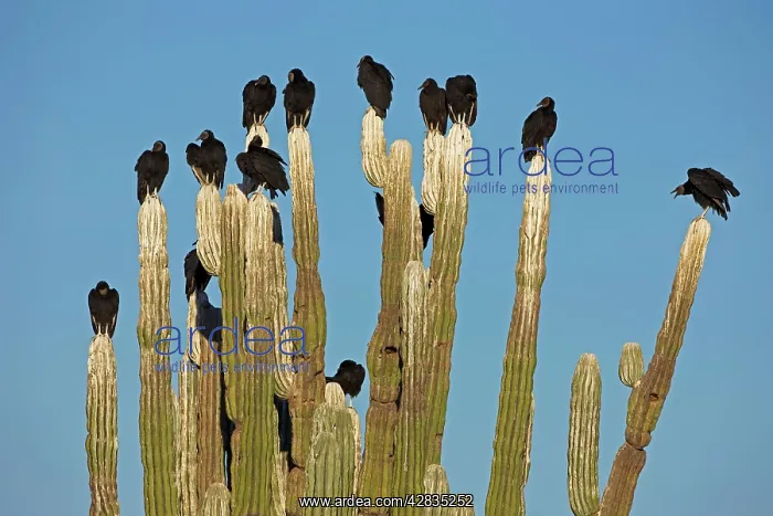 : Black Vultures - perched on cardon cactus - Shows : Black Vultures - perched on cardon cactus - Shows