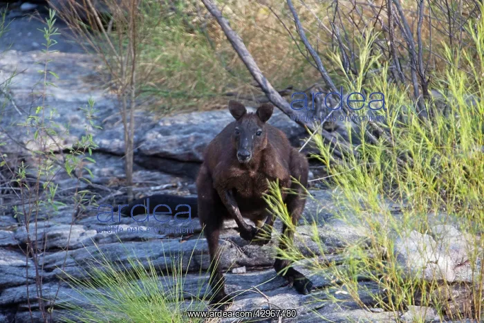 : Black Wallaroo : Black Wallaroo