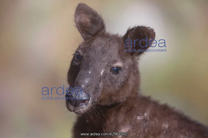 : Black Wallaroo : Black Wallaroo