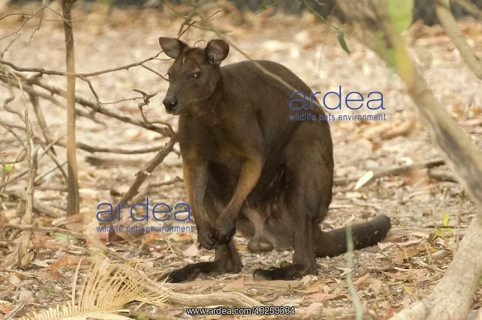 : Black Wallaroo in the Northern Territory : Black Wallaroo in the Northern Territory
