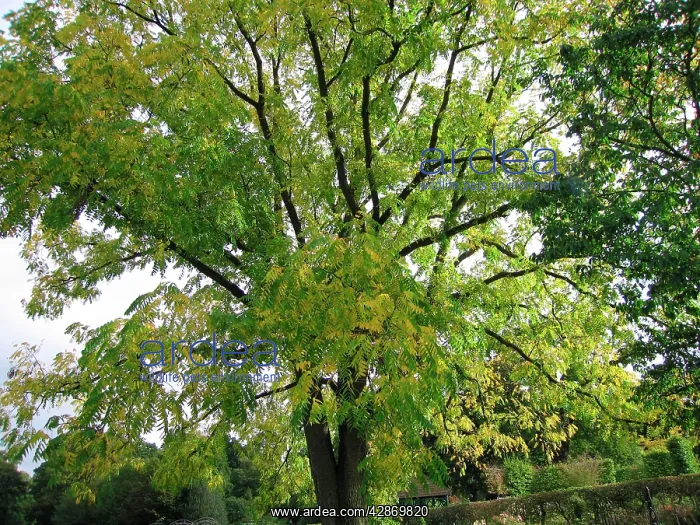 : Black Walnut Tree : Black Walnut Tree
