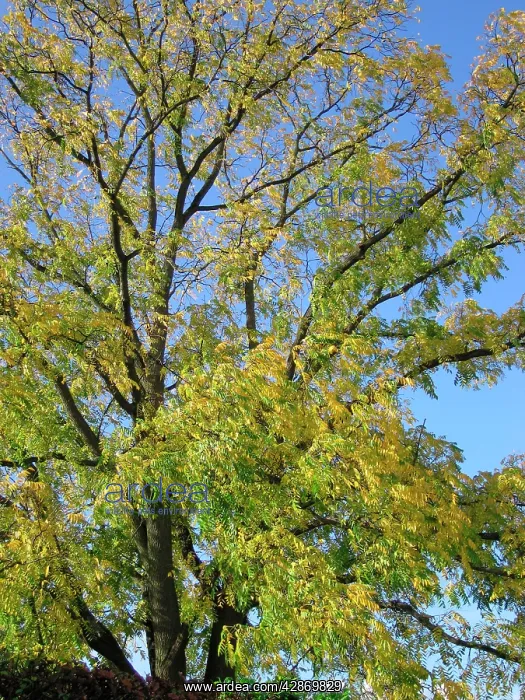 : Black Walnut Tree : Black Walnut Tree