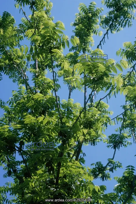  : Black Walnut Tree