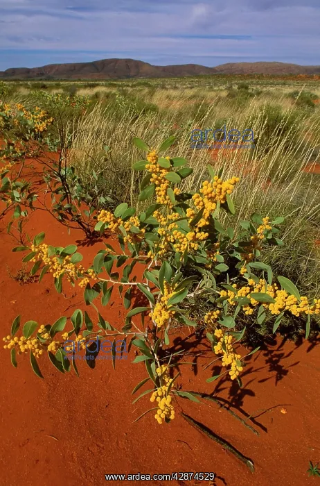 : Black Wattle / Black Gidgee - Sandy country : Black Wattle / Black Gidgee - Sandy country