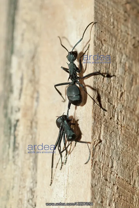 : Black Weaver Ant Black Weaver Ant carrying dead Ant up : Black Weaver Ant Black Weaver Ant carrying dead Ant up