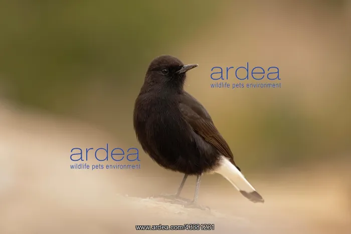 : Black Wheatear (Oenanthe leucura), male on stone : Black Wheatear (Oenanthe leucura), male on stone