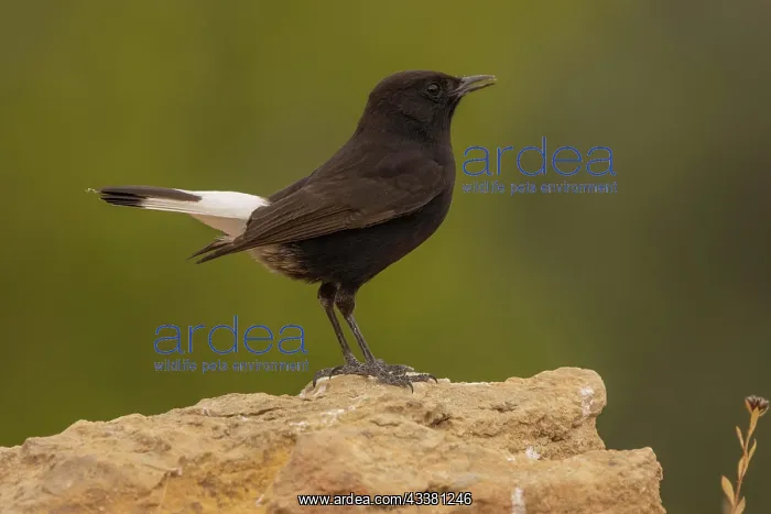 : Black Wheatear (Oenanthe leucura), male on stone : Black Wheatear (Oenanthe leucura), male on stone