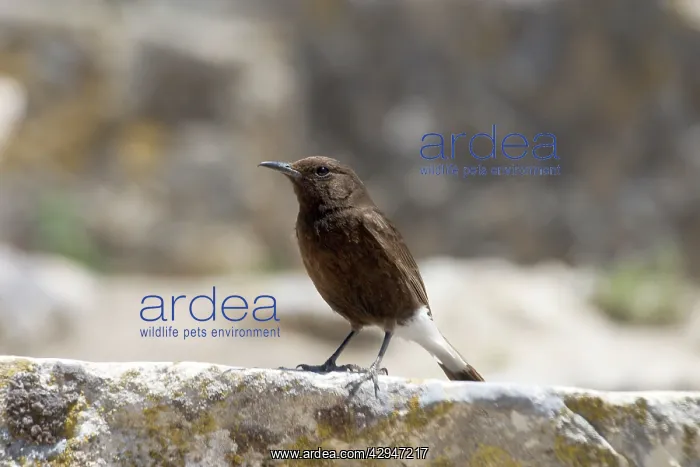 : Black Wheatear perched - Female perched on the : Black Wheatear perched - Female perched on the