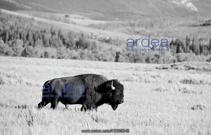 : Black and white, American Bison (Bison bison) bull : Black and white, American Bison (Bison bison) bull