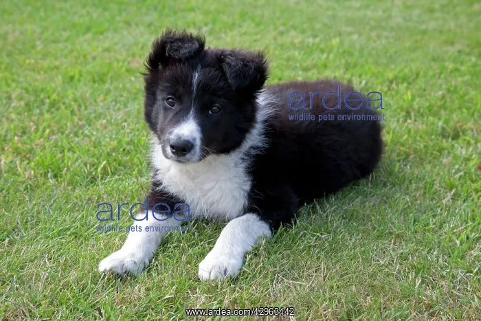  : Black and White Border Collie Sheep Dog - puppy