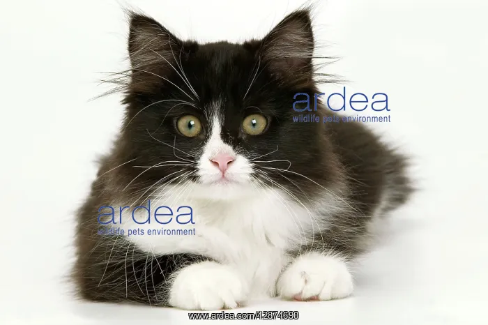  : Black & White Cat