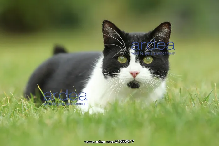  : Black & White Cat