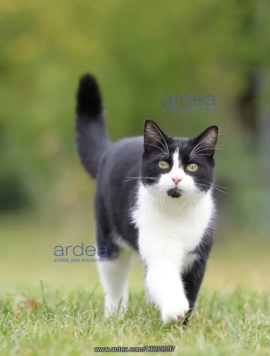  : Black & White Cat