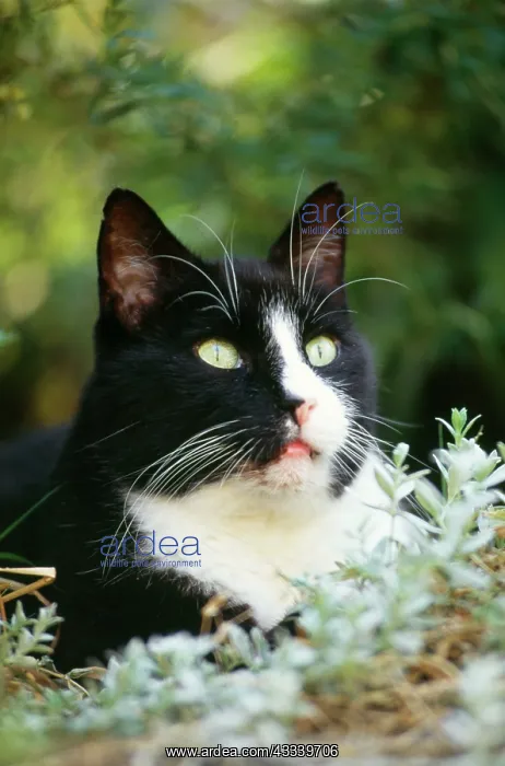  : BLACK AND WHITE CAT - close-up of face