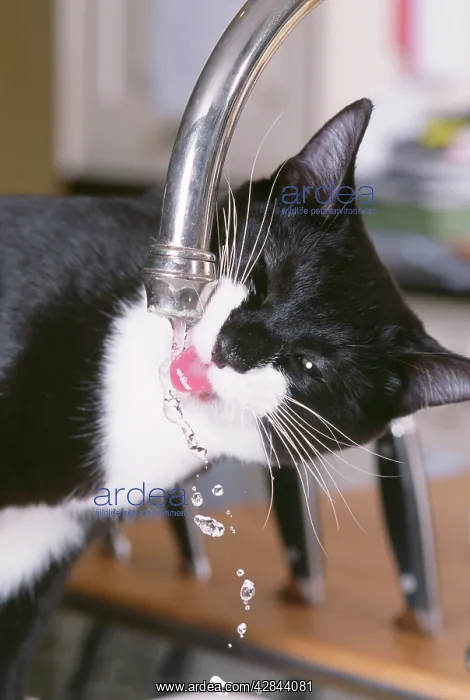 : Black and White CAT - Drinking from tap : Black and White CAT - Drinking from tap