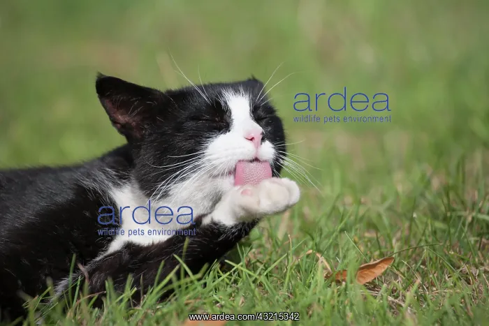 : Black and white cat (Felis silvestris catus) licking : Black and white cat (Felis silvestris catus) licking