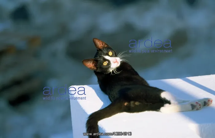 : Black & White Cat - feral - lying on wall in the sun : Black & White Cat - feral - lying on wall in the sun