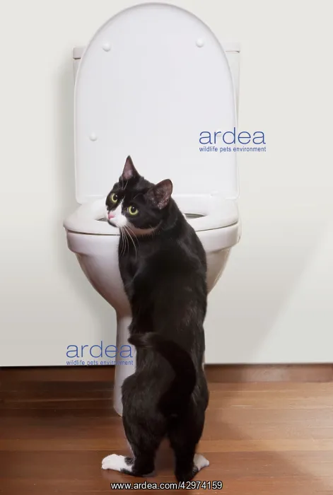  : Black and White Cat - on hind legs in bathroom