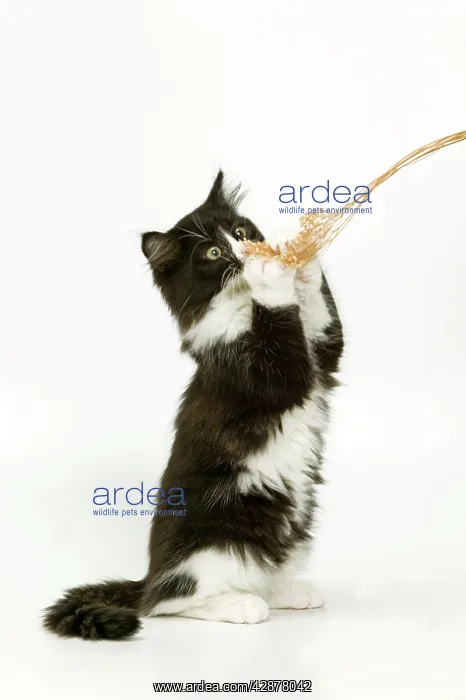 : Black & White Cat - on hind legs playing with string : Black & White Cat - on hind legs playing with string