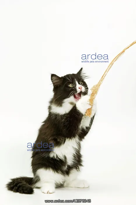 : Black & White Cat - on hind legs playing with string : Black & White Cat - on hind legs playing with string