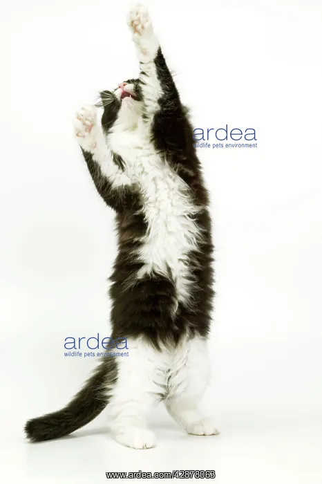 : Black & White Cat - on hind legs, stretching : Black & White Cat - on hind legs, stretching