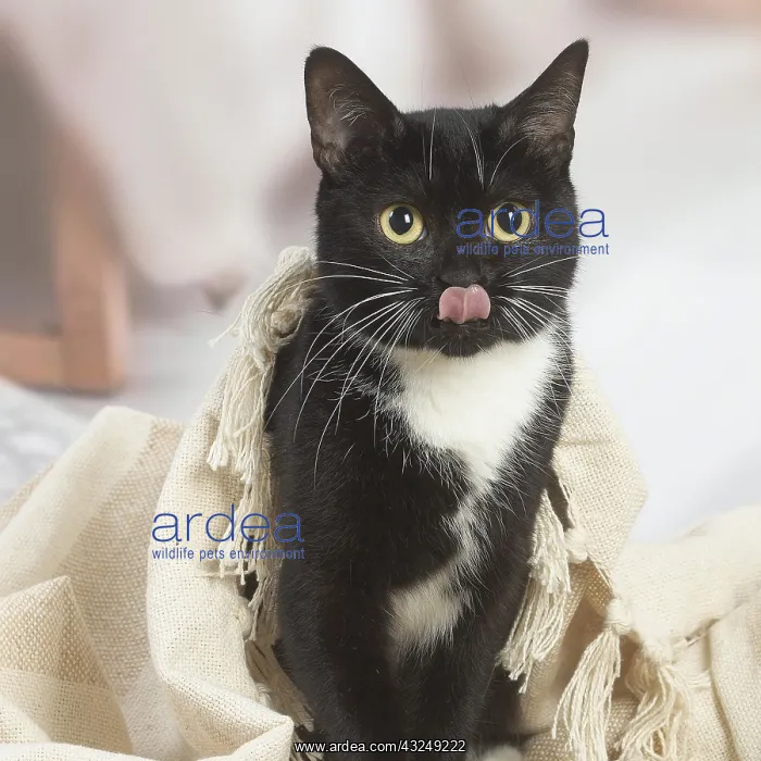 : Black and white cat indoors : Black and white cat indoors