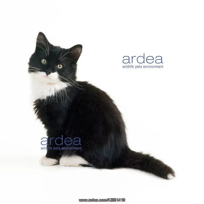 : Black & White Cat - kitten : Black & White Cat - kitten