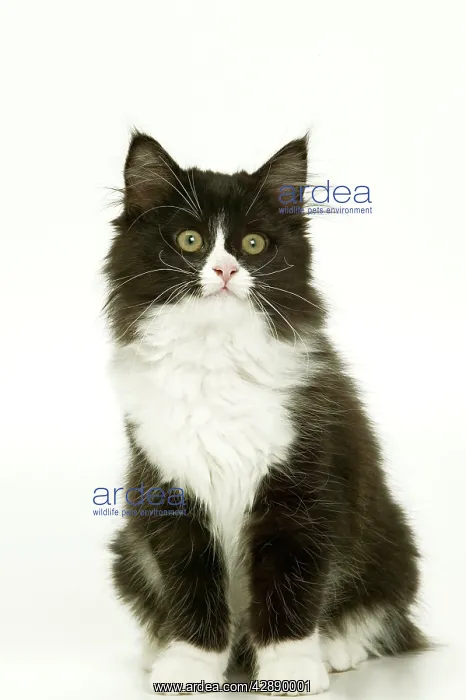 : Black & White Cat - kitten : Black & White Cat - kitten