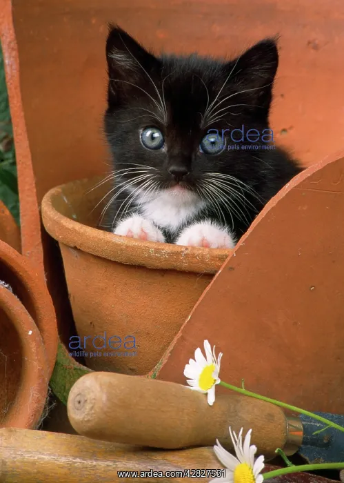 : Black & White Cat - kitten in flowerpot : Black & White Cat - kitten in flowerpot