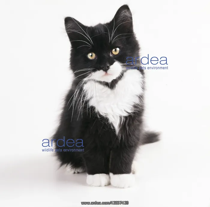 : Black & White Cat, kitten with heart pattern : Black & White Cat, kitten with heart pattern