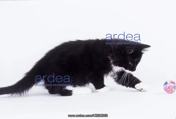 : BLACK AND WHITE CAT - kitten playing with ball : BLACK AND WHITE CAT - kitten playing with ball