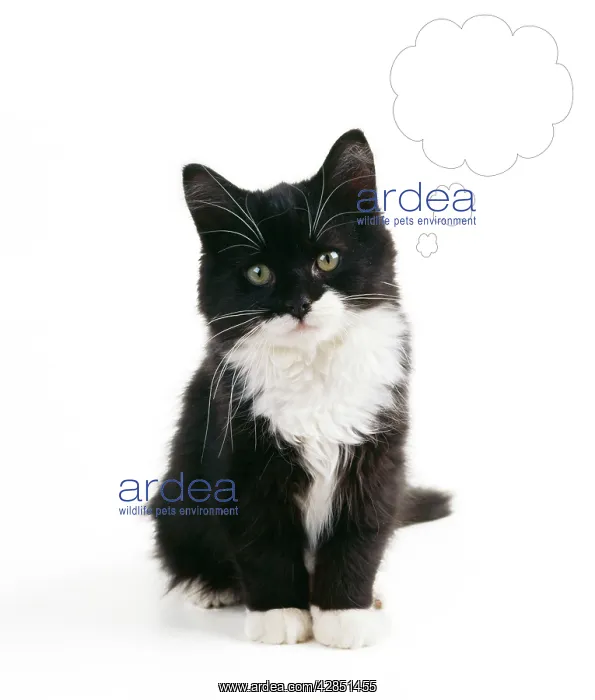 : Black & White Cat - Kitten with speech / thought bubble : Black & White Cat - Kitten with speech / thought bubble