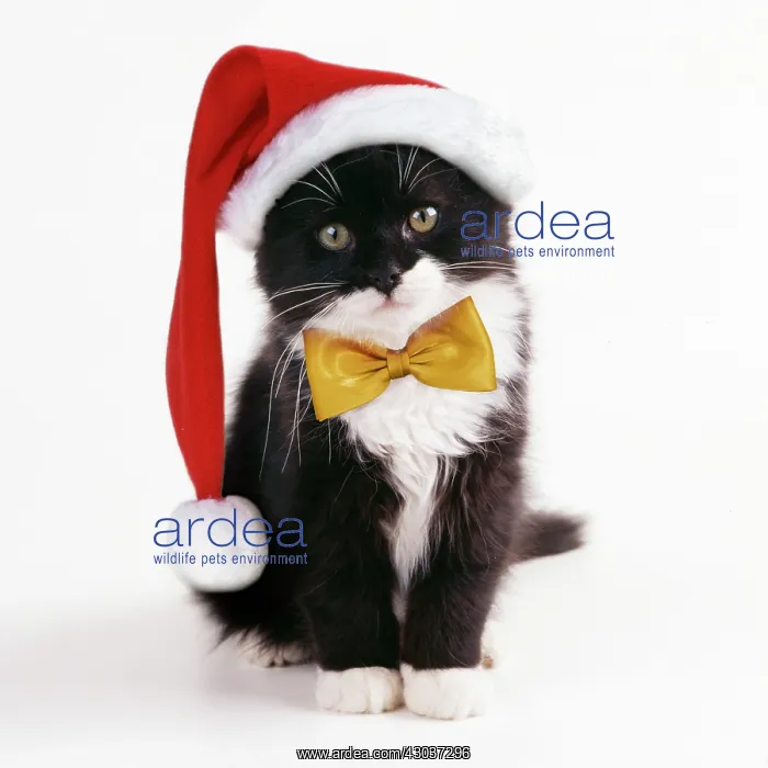 : Black & White Cat - Kitten wearing Christmas : Black & White Cat - Kitten wearing Christmas