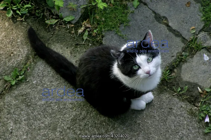 : Black and white cat looking up Black and White Cat : Black and white cat looking up Black and White Cat