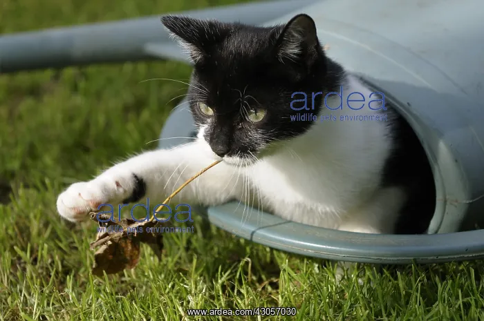 : Black and white cat playing with a leaf in a watering can : Black and white cat playing with a leaf in a watering can