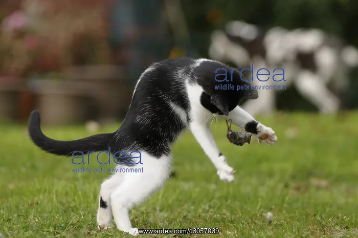 : Black and white cat playing with a mouse in a garden : Black and white cat playing with a mouse in a garden