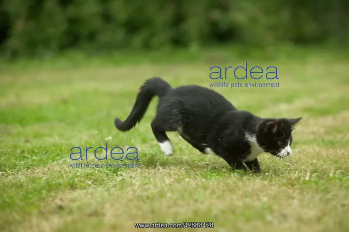  : Black and White Cat - pouncing